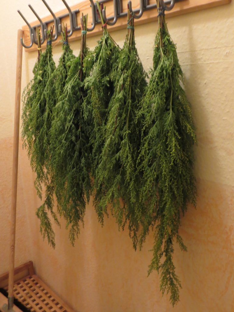 Einjähriger Beifuß