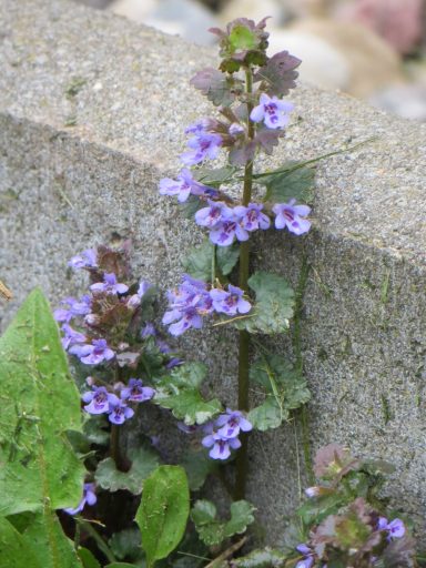 Gundelrebe/Gundermann