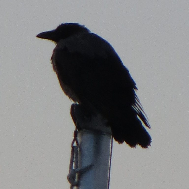 Naturheilpraxis Sabine Böttcher